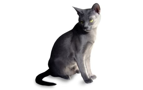 Korat