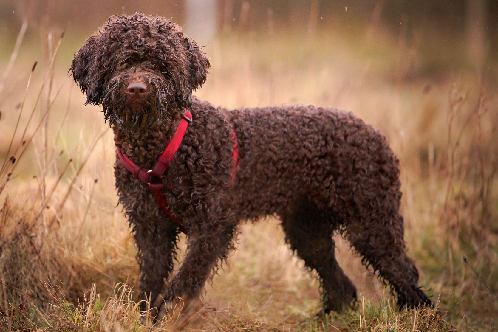 Lagotto Romagnolo