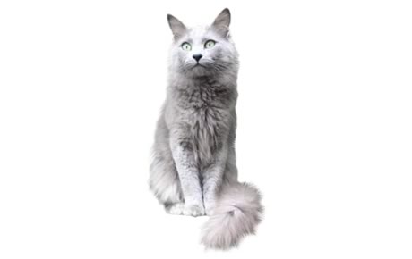 Nebelung
