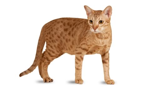 Ocicat