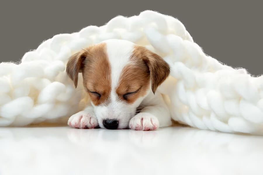 O čom sú sny u psa?