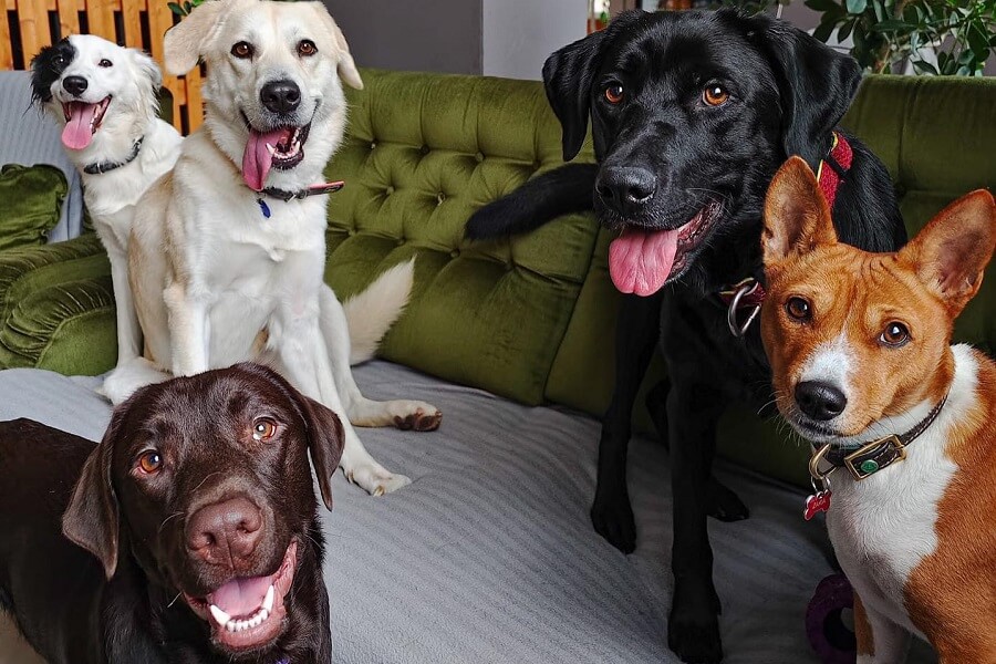 Škôlka pre psov a kaviareň Dunčovňa