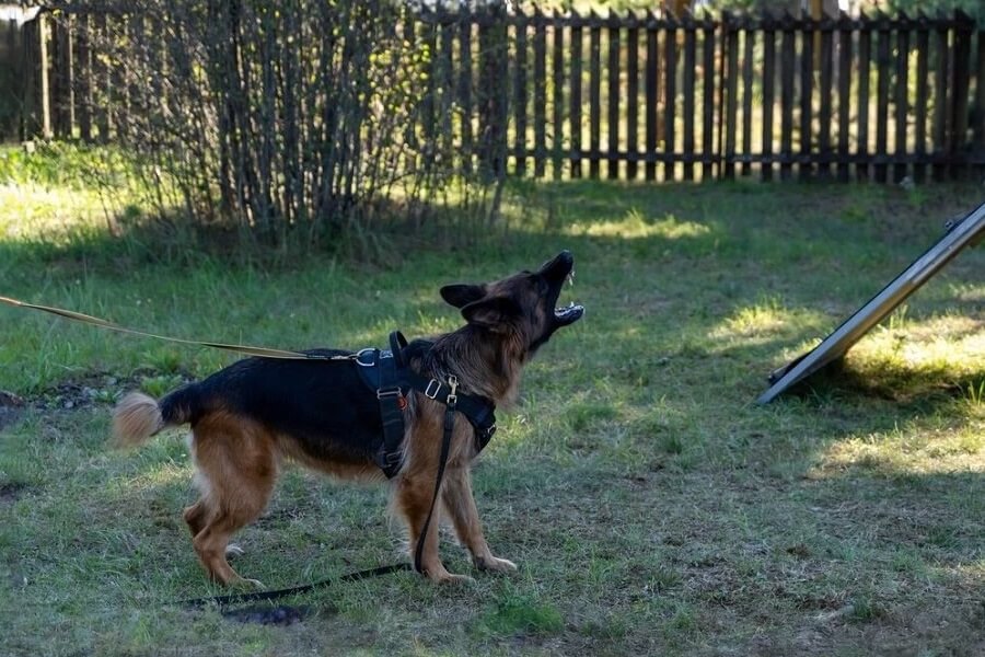 Štekanie – rozumiete vášmu psovi?