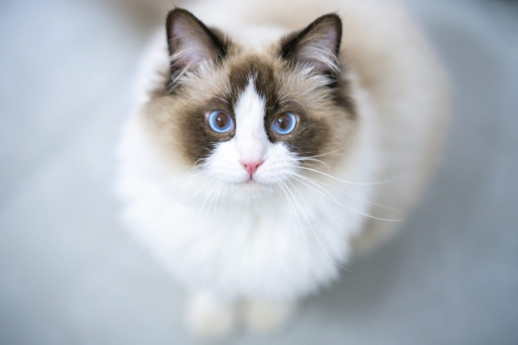 Ragdoll