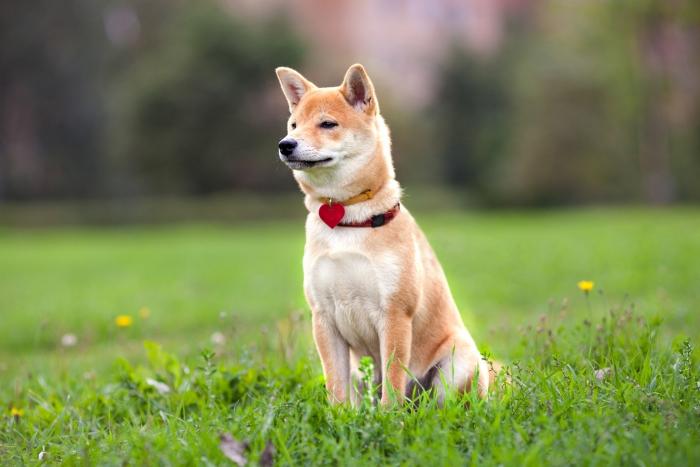 Šiba inu