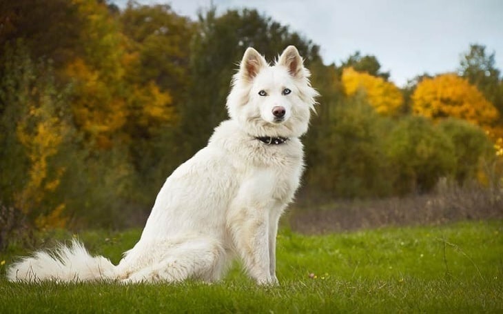 Yakutian Laika