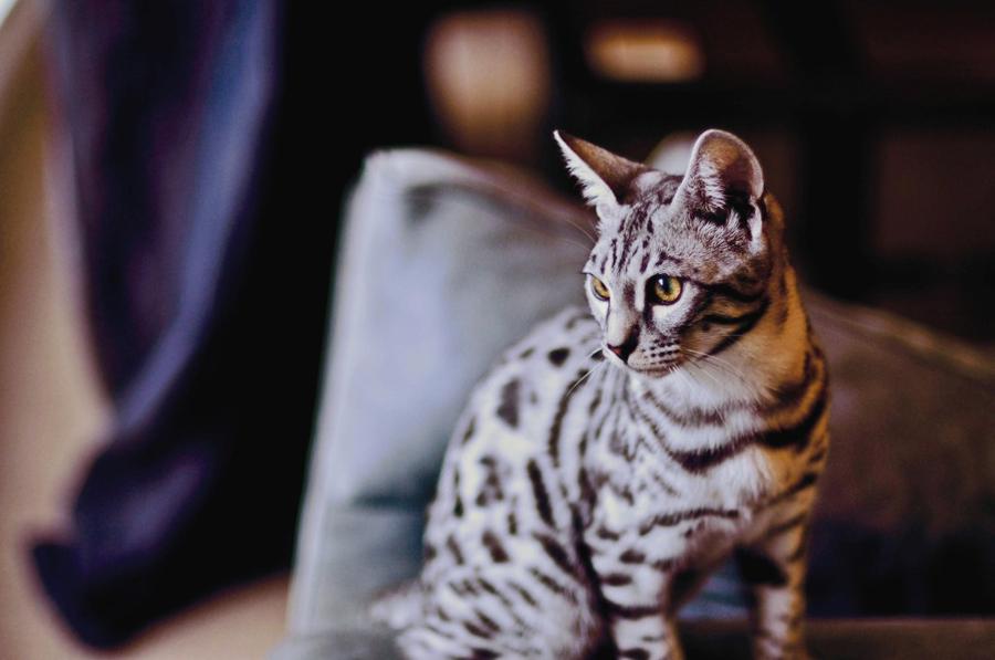 Bengalánska mačka foto