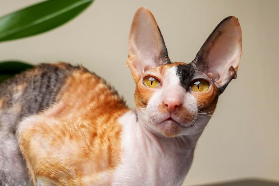 Cornish Rex vzhlad