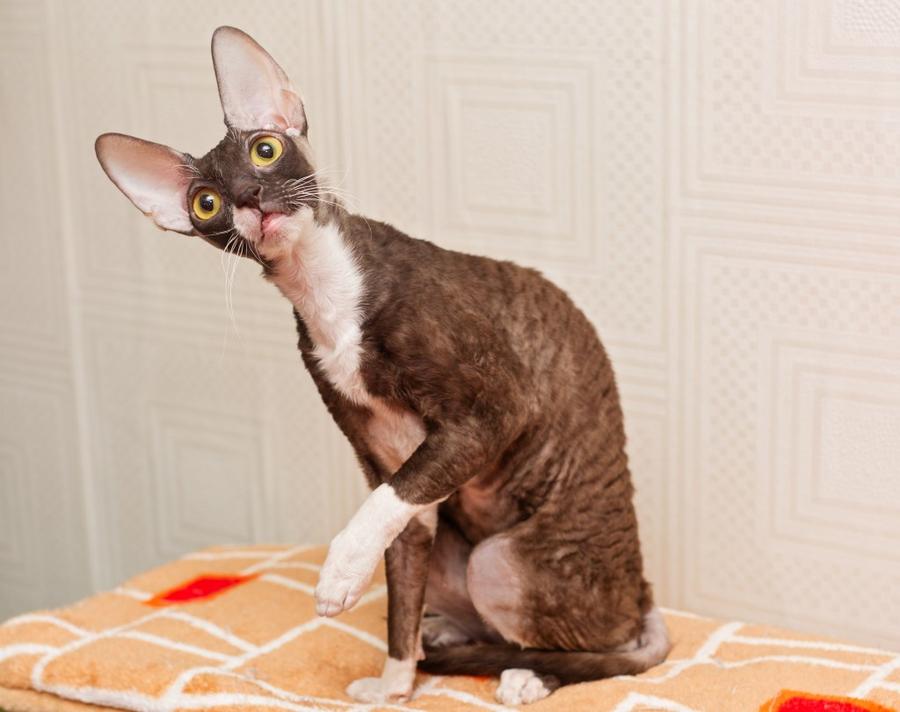 Cornish Rex vyzor