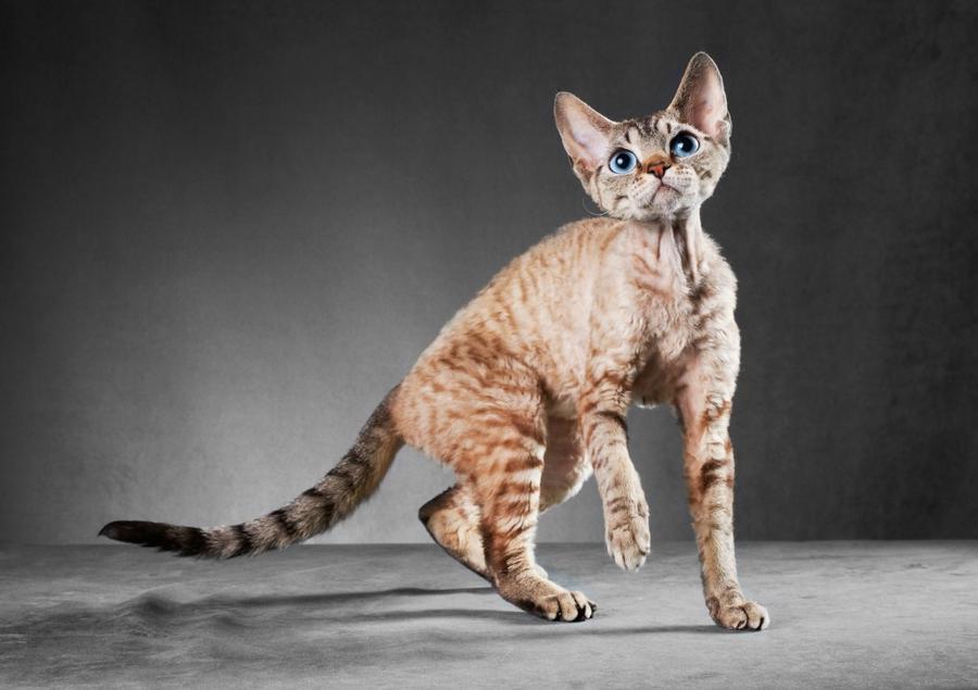 Cornish Rex foto