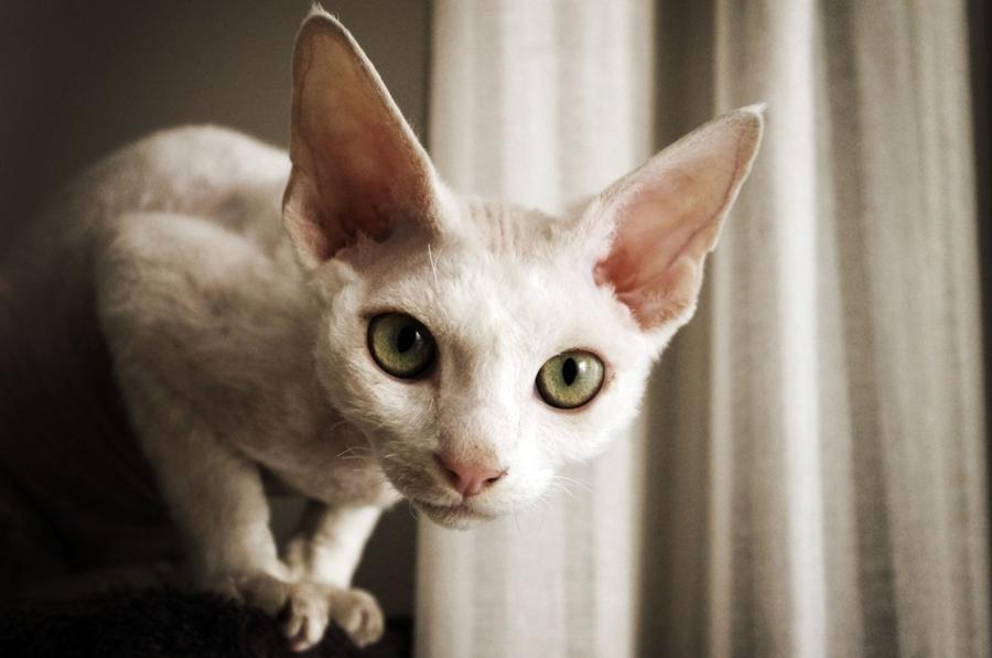 Devon Rex vzhlad