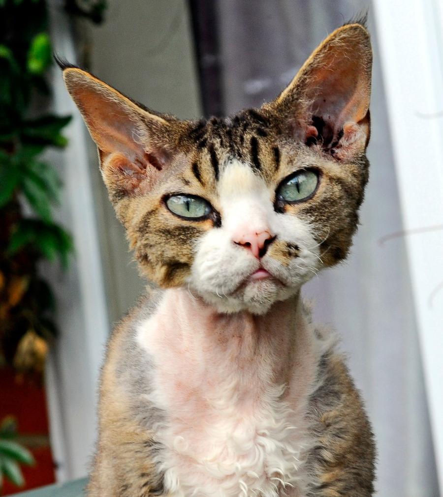 Devon Rex vyzor