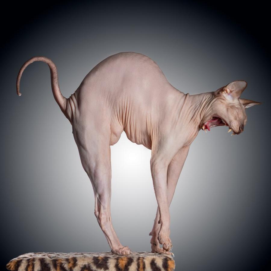 Don Sphynx vyzor