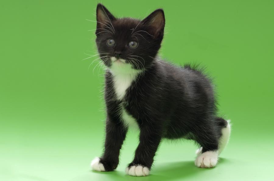 Kurilejský bobtail vyzor