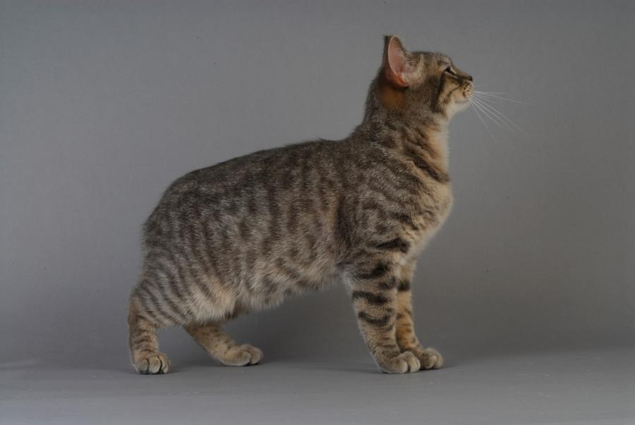 Manx vzhlad
