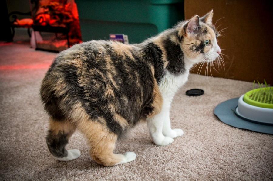 Manx vyzor