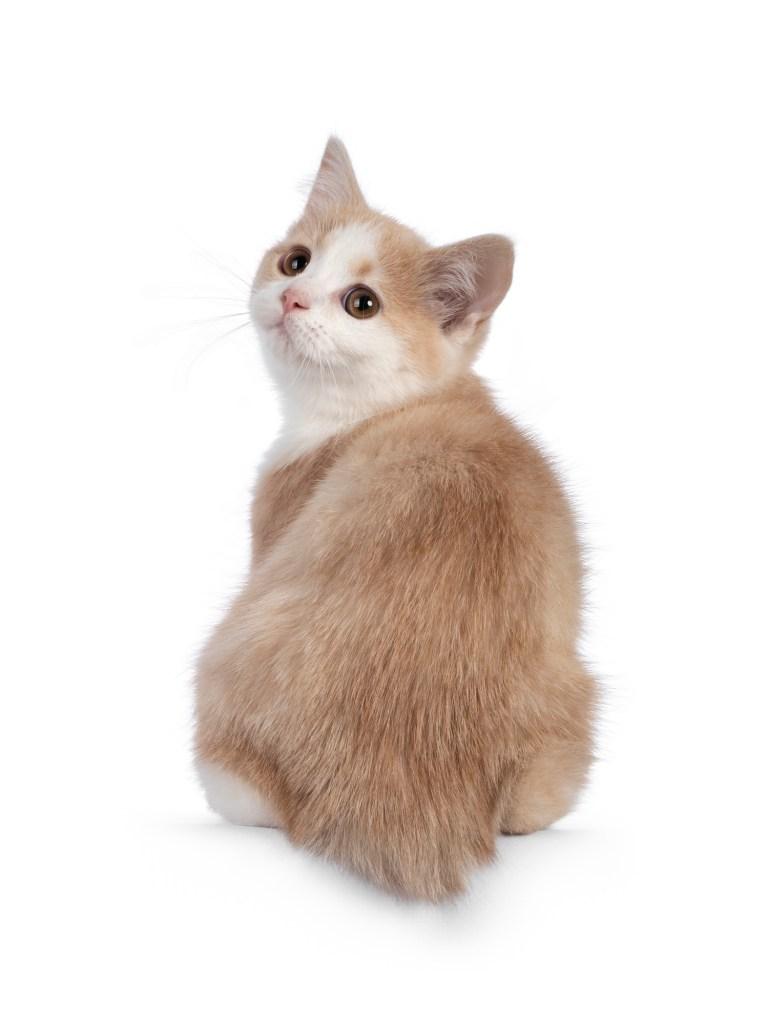 Manx foto