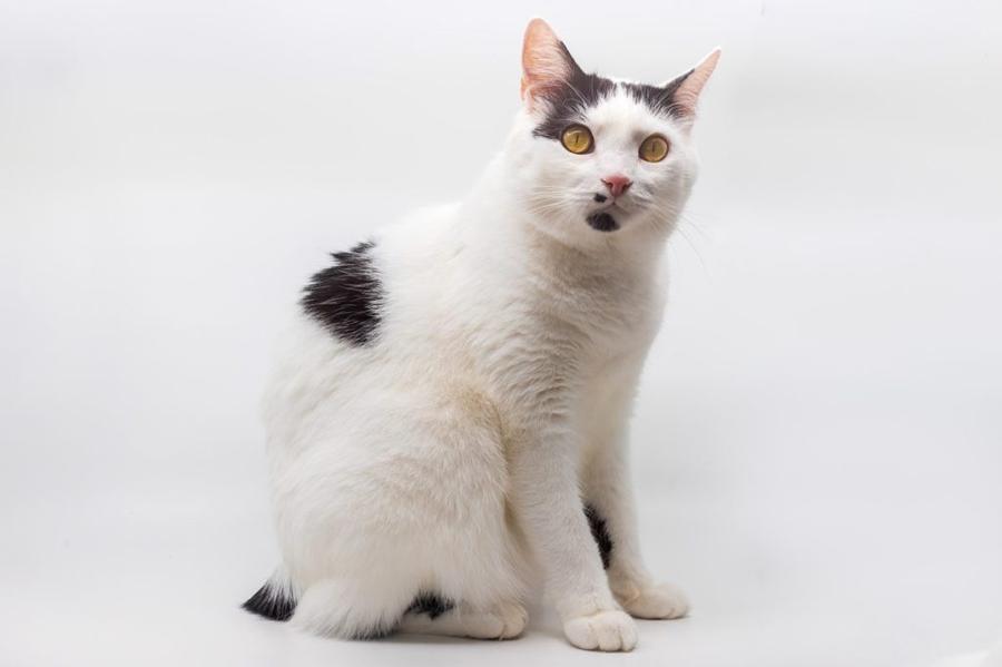 Manx