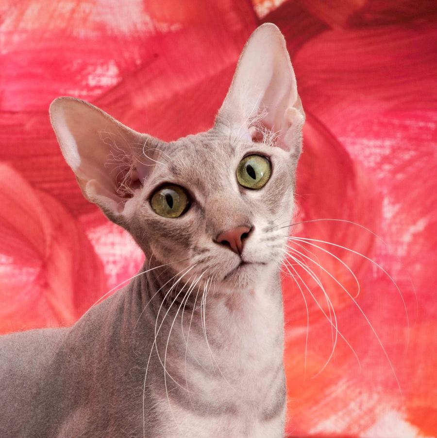 Peterbald vzhlad