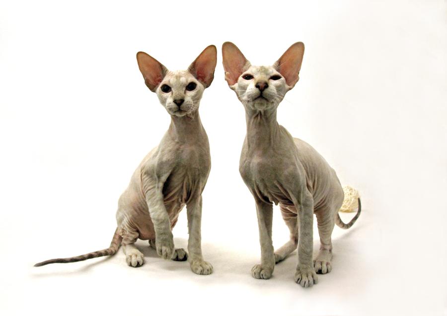 Peterbald vyzor