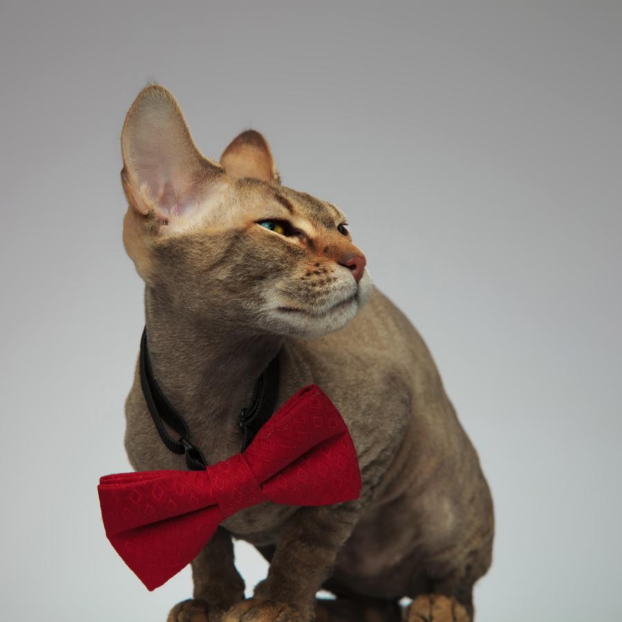 Peterbald foto