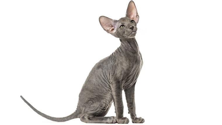 Peterbald