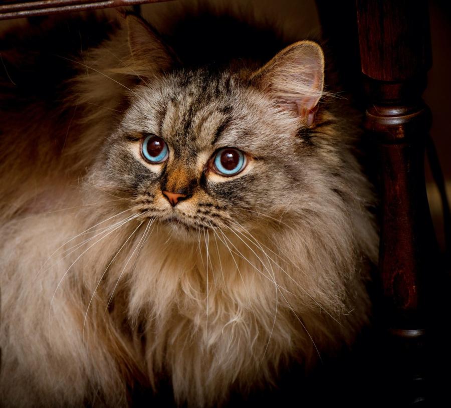 Ragamuffin vzhlad