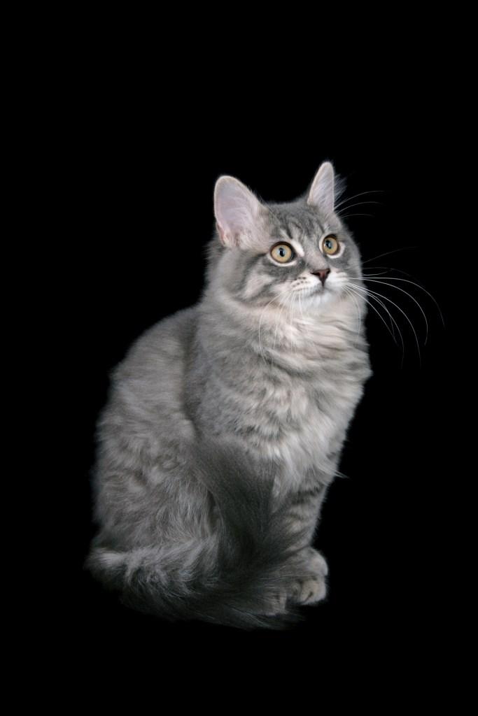 Ragamuffin vyzor