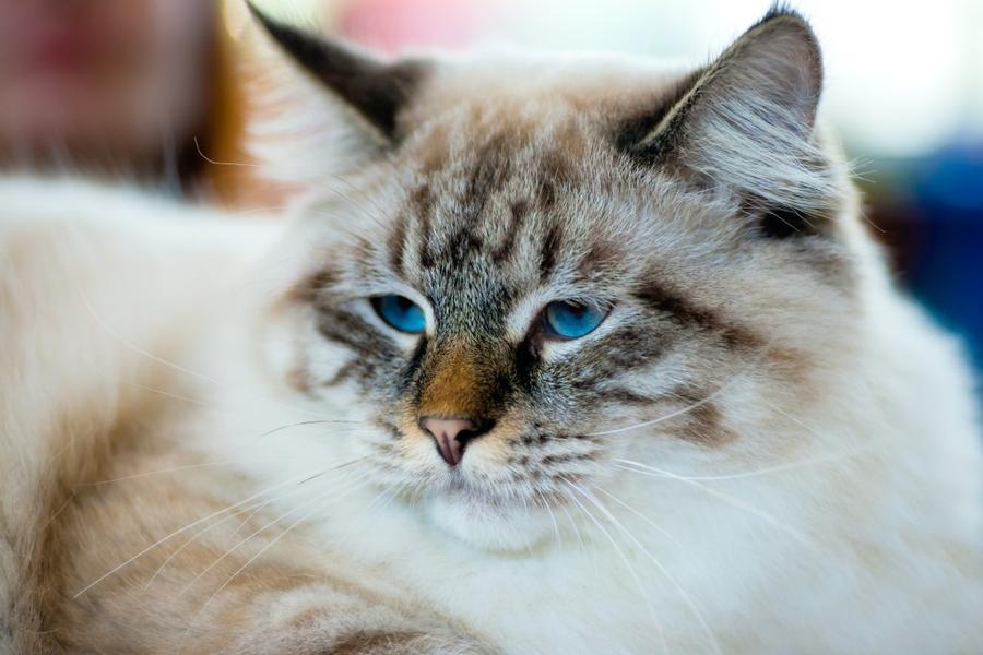 Ragamuffin foto