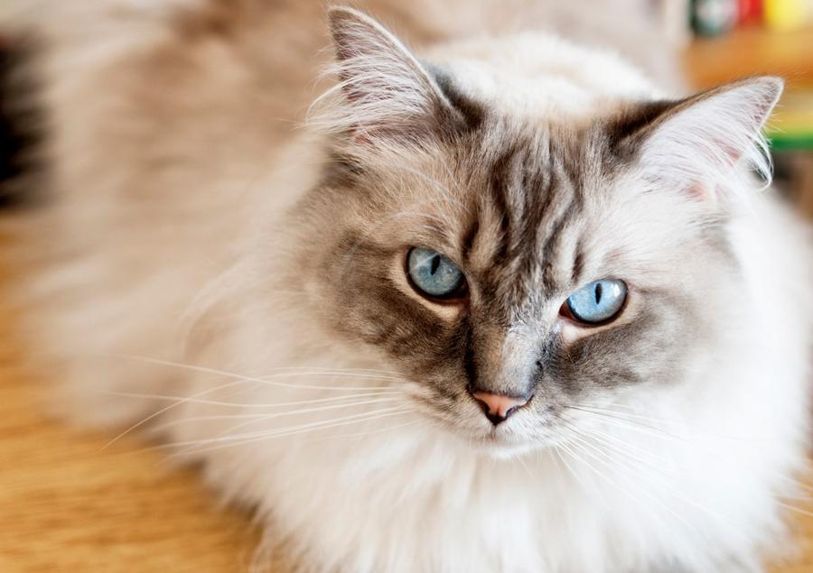 Ragdoll foto