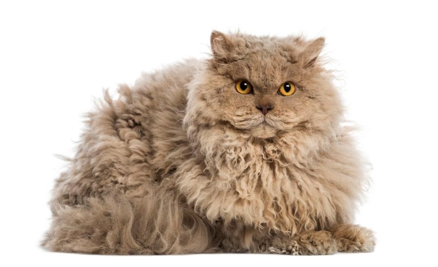 Selkirk Rex vzhlad