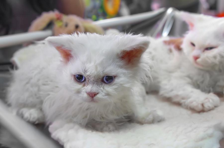Selkirk Rex vyzor