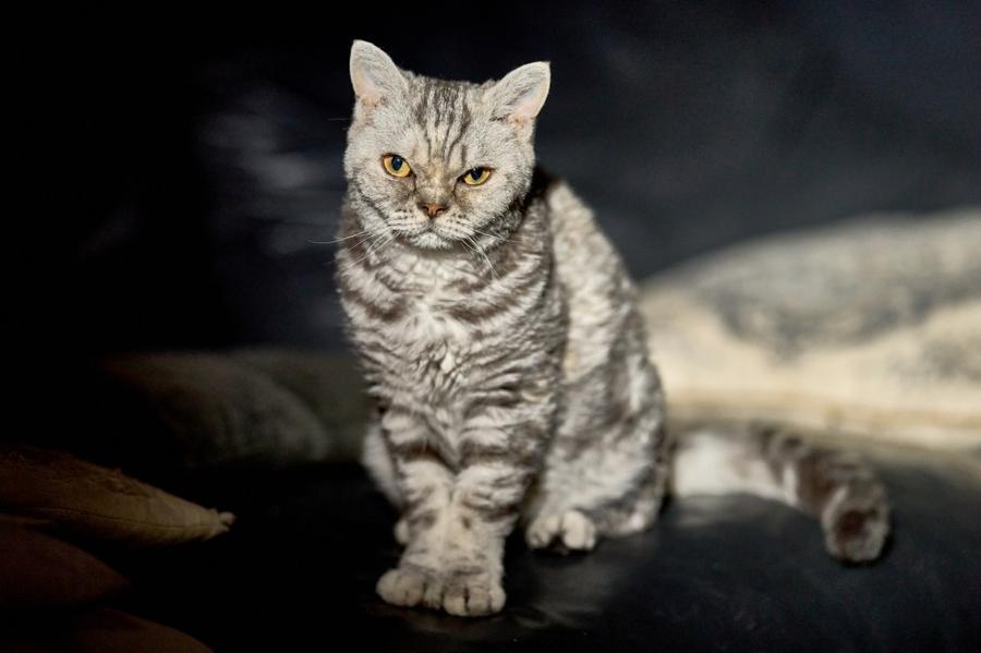 Selkirk Rex foto