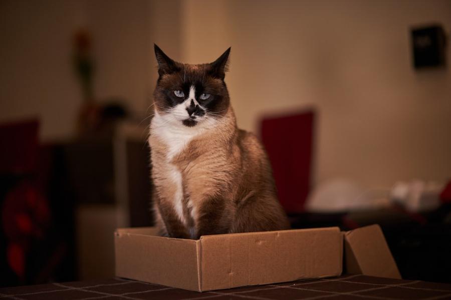 Snowshoe vyzor