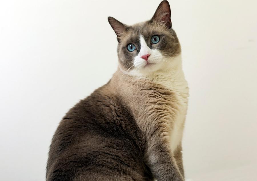 Snowshoe foto