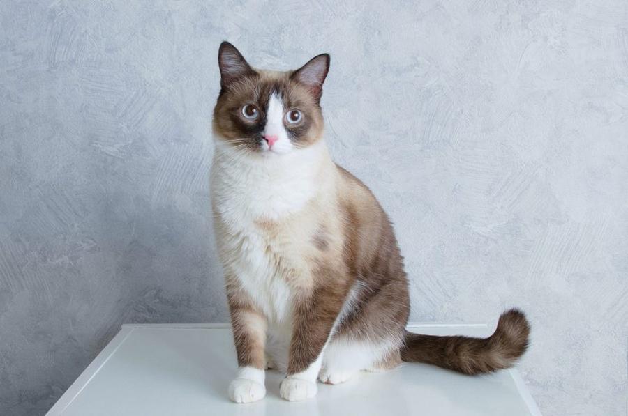 Snowshoe