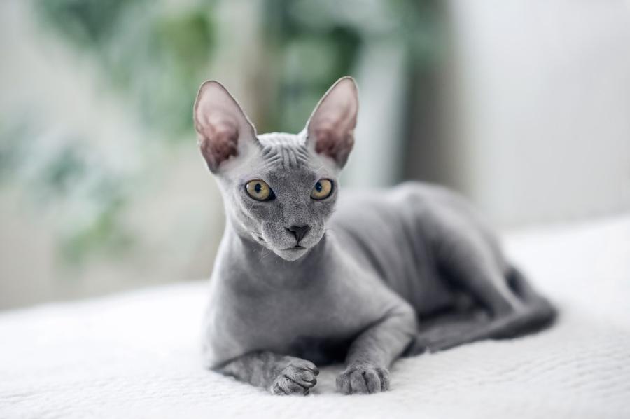 Sphynx vzhlad