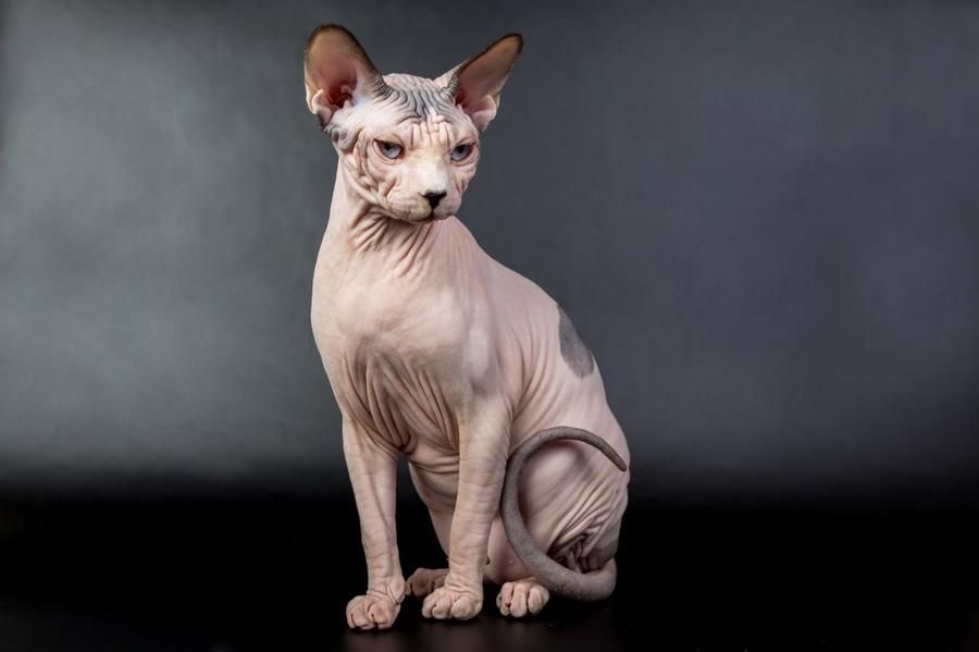 Sphynx foto