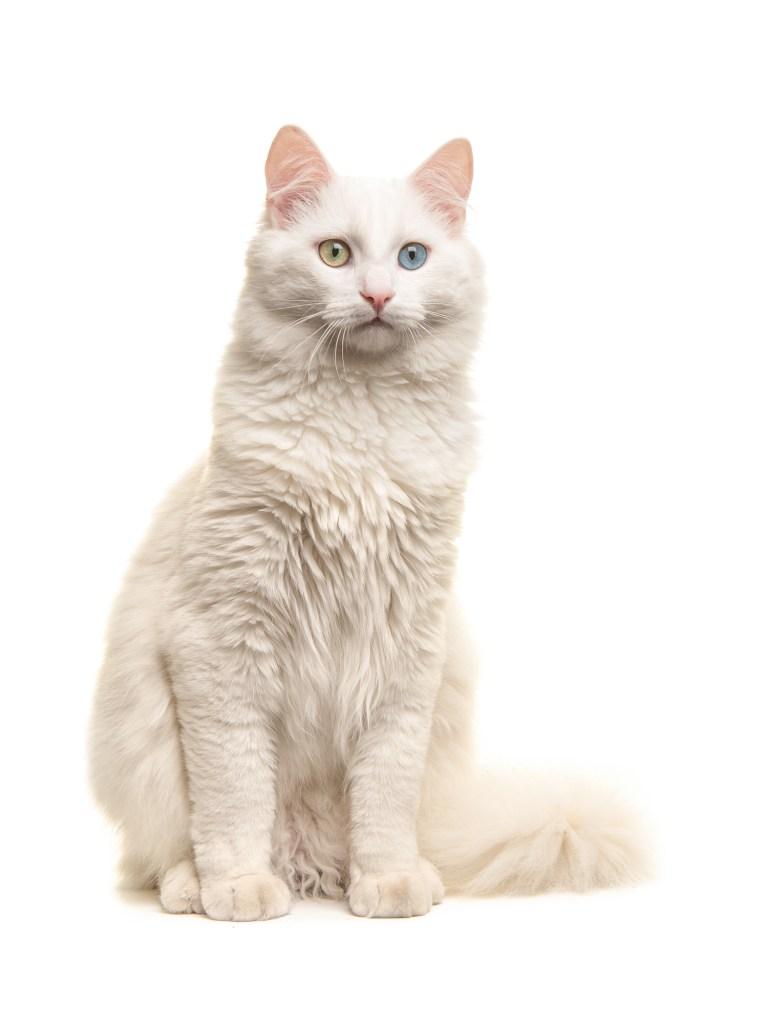 Turecká angora vyzor