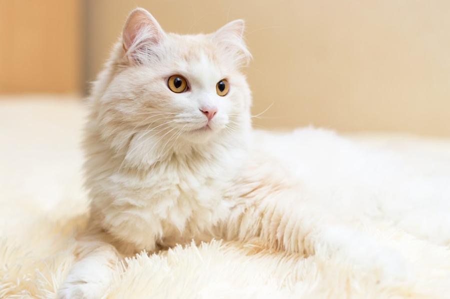 Turecká angora foto