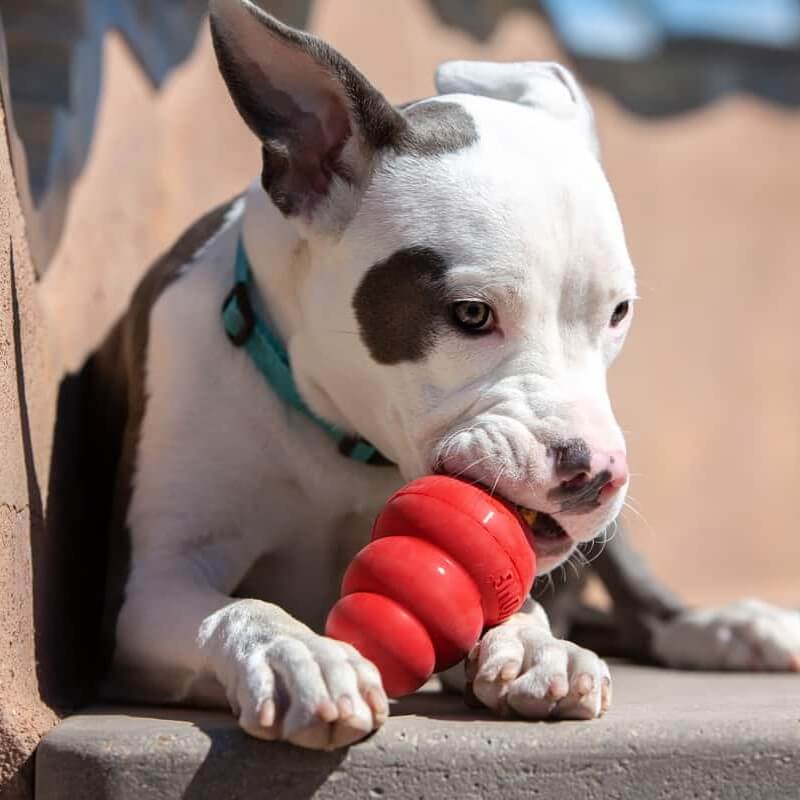 extremne odolne hracky pre psov