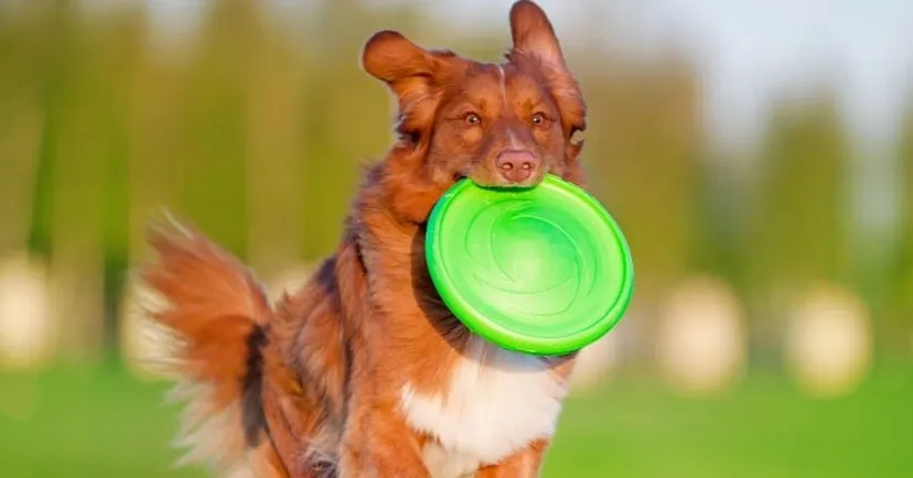 frisbee pre psa dogfrisbee