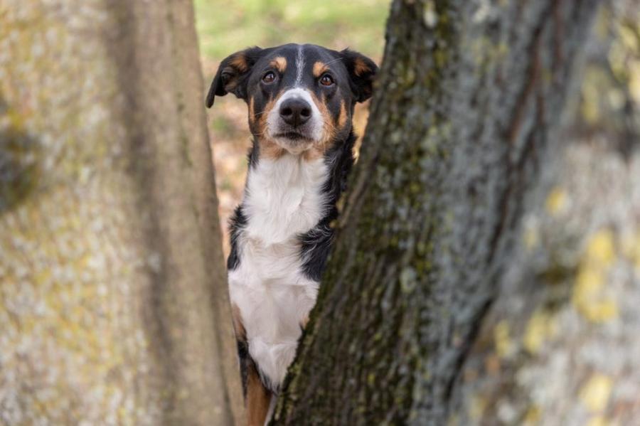 Appenzellský salašnícky pes vzhlad