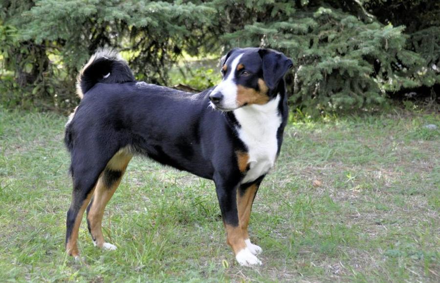 Appenzellský salašnícky pes foto