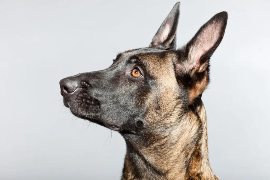 Malinois