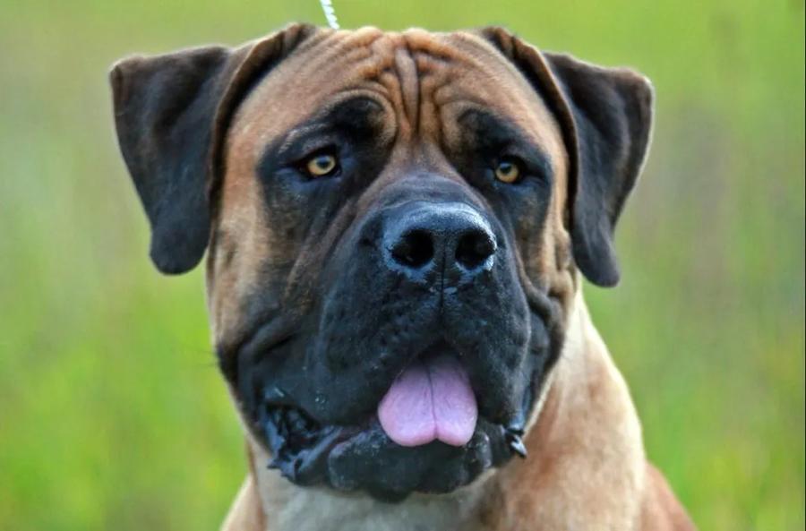 Búrsky buldog