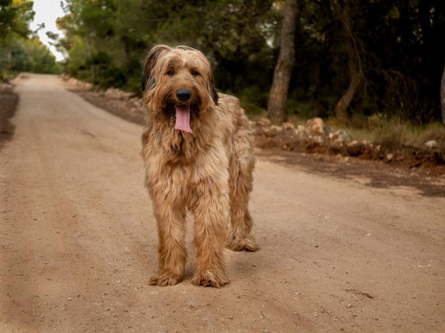 Briard vzhlad
