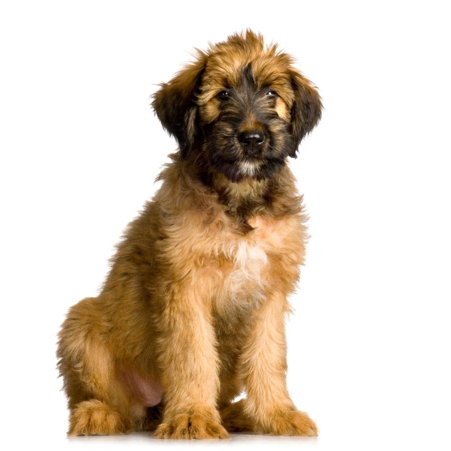 Briard vyzor