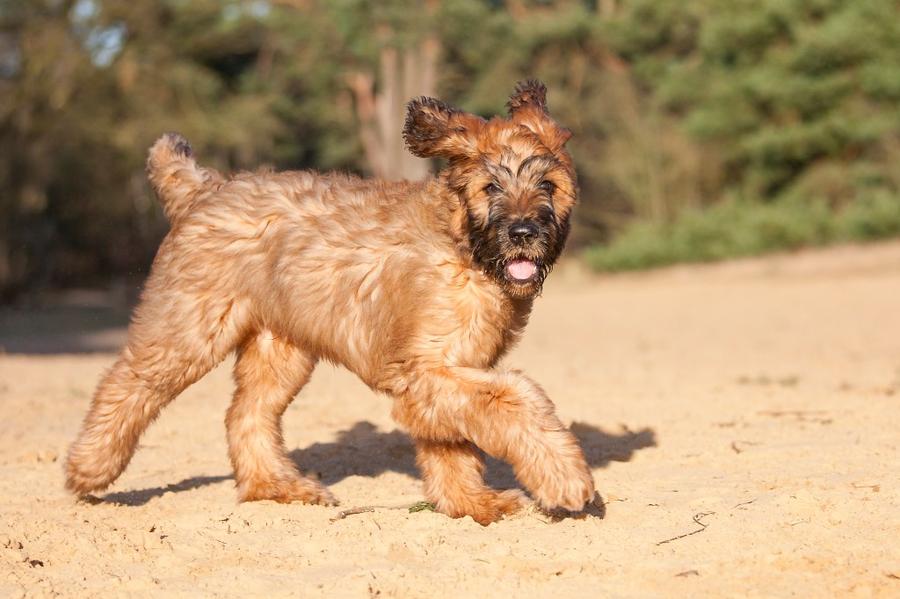 Briard foto
