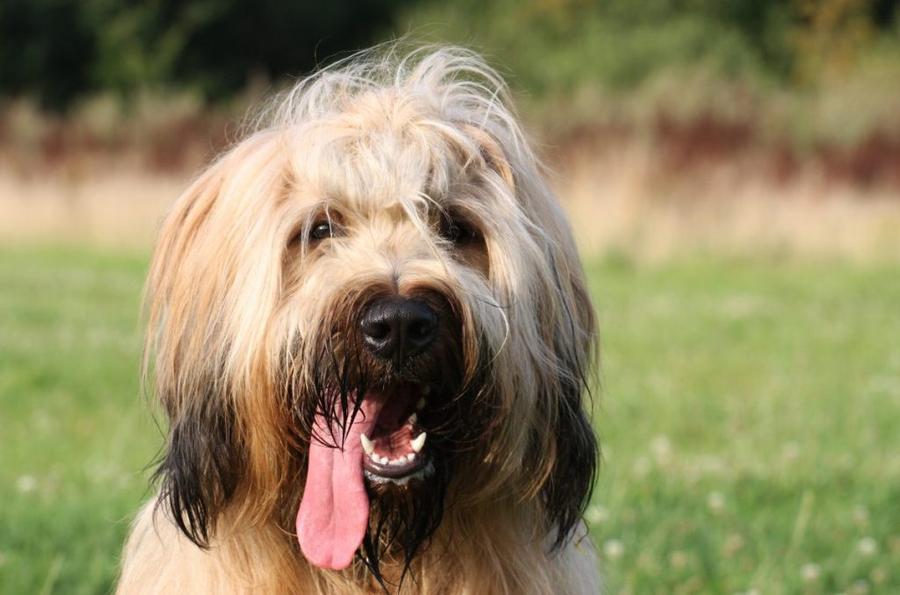Briard